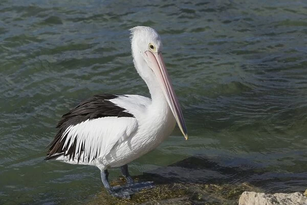 Australian Pelican (Pelecanus conspicillatus) adult, breeding plumage, standing on rock at edge of water