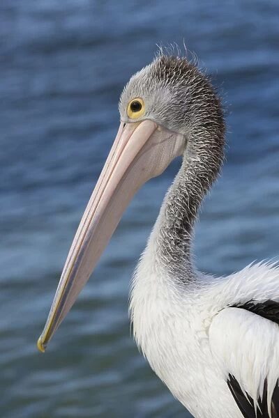 Australian Pelican (Pelecanus conspicillatus) adult, non-breeding plumage, close-up of head and neck, Kangaroo Island