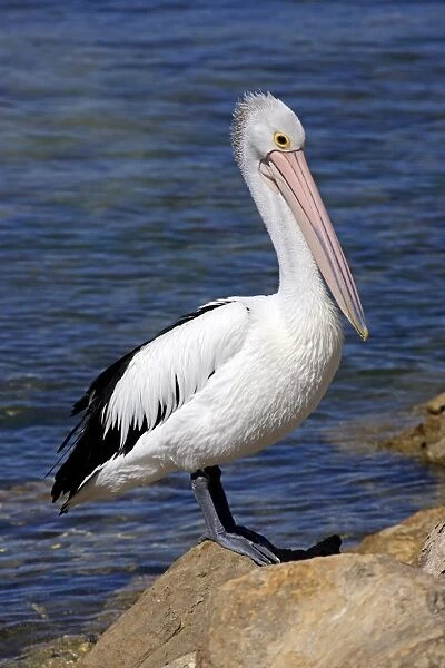 Australian Pelican (Pelecanus conspicillatus) adult, standing on rock beside sea, Kingscote, Kangaroo Island
