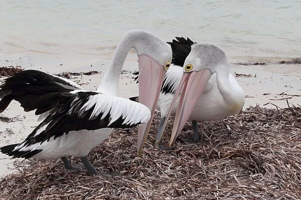 Australian Pelican (Pelecanus conspicillatus) adult pair, courtship bonding display, standing on beach