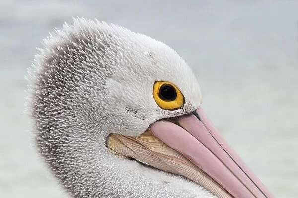 Australian Pelican (Pelecanus conspicillatus) adult, close-up of head, on beach, Western Australia, Australia, February