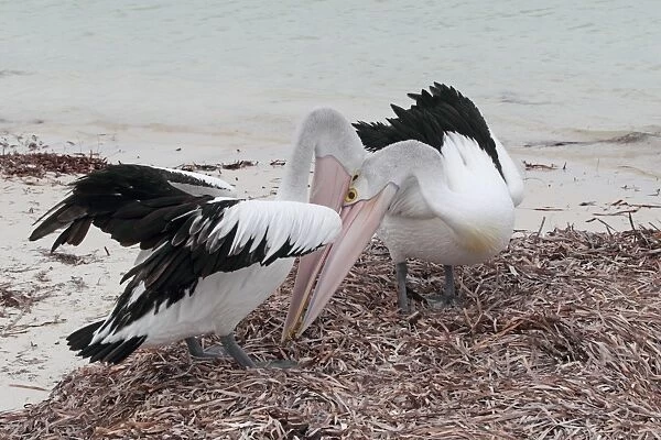 Australian Pelican (Pelecanus conspicillatus) adult pair, courtship bonding display, standing on beach