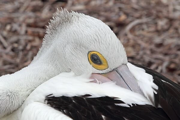 Australian Pelican (Pelecanus conspicillatus) adult, close-up of head, with beak tucked under wing, roosting on beach