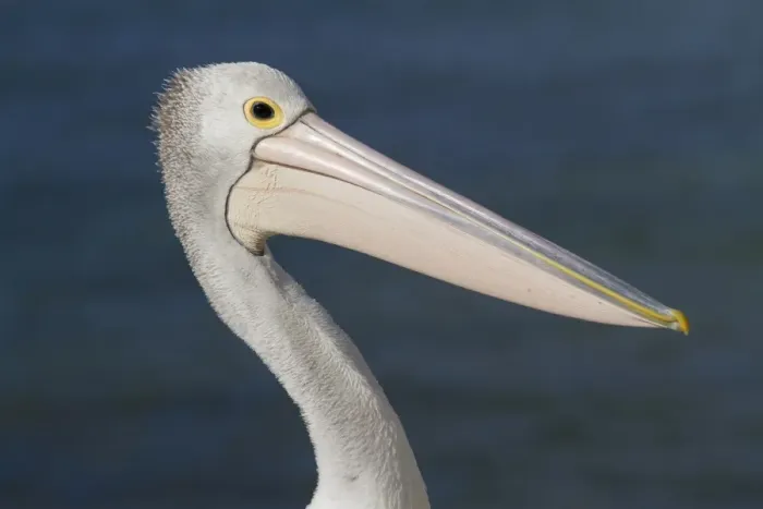 Framed Print : Australian Pelican (Pelecanus conspicillatus) adult, non-breeding plumage, close-up of head and neck, Kangaroo Island Framed Print : Australian Pelican (Pelecanus conspicillatus) adult, non-breeding plumage, close-up of head and neck, Kangaroo Island