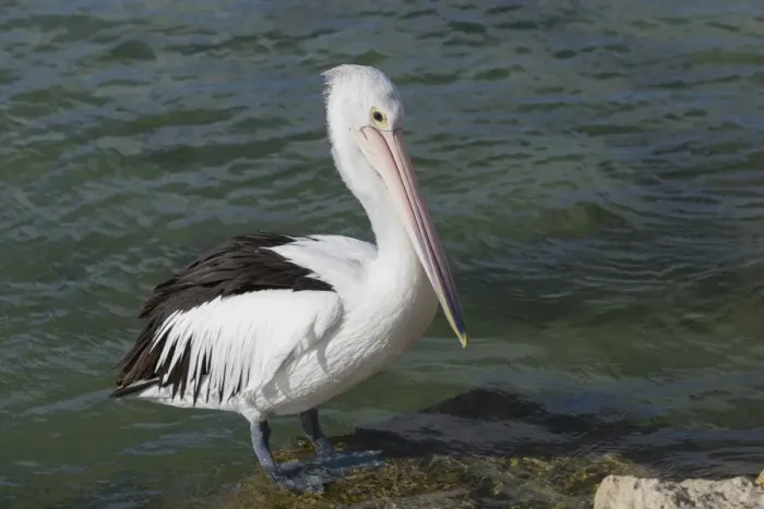 Framed Print : Australian Pelican (Pelecanus conspicillatus) adult, breeding plumage, standing on rock at edge of water Framed Print : Australian Pelican (Pelecanus conspicillatus) adult, breeding plumage, standing on rock at edge of water