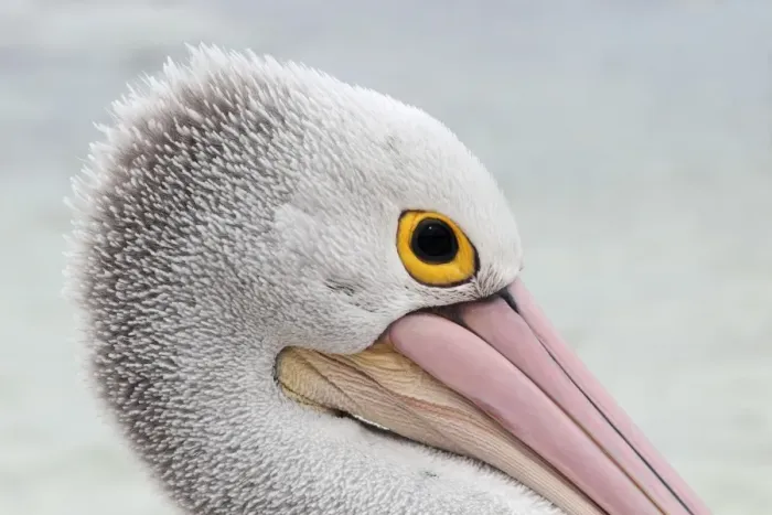 Framed Print : Australian Pelican (Pelecanus conspicillatus) adult, close-up of head, on beach, Western Australia, Australia, February Framed Print : Australian Pelican (Pelecanus conspicillatus) adult, close-up of head, on beach, Western Australia, Australia, February