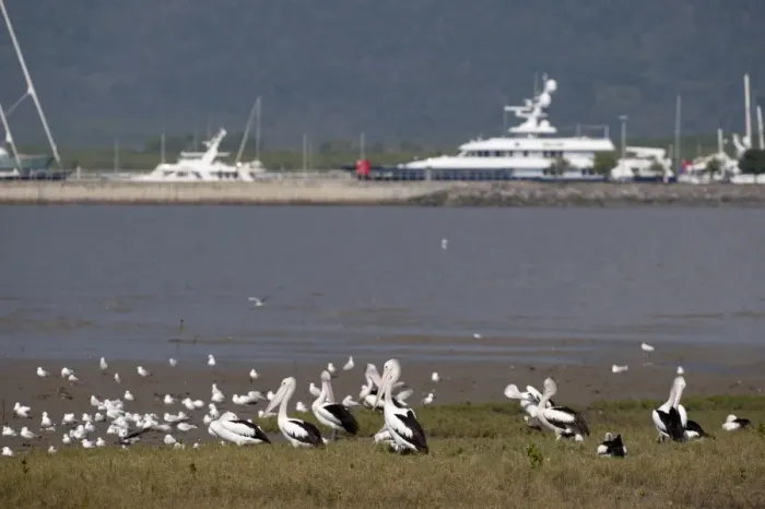Framed Print : Australian Pelican (Pelecanus conspicillatus) flock, with seagulls in coastal habitat, boats moored in background, Cairns Esplanade, Cairns, Queensland, Australia
