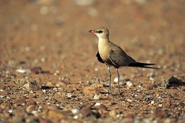 Australian Pratincole (Stiltia isabella) adult, standng in dry outback, Sturt N. P. New South Wales, Australia, October