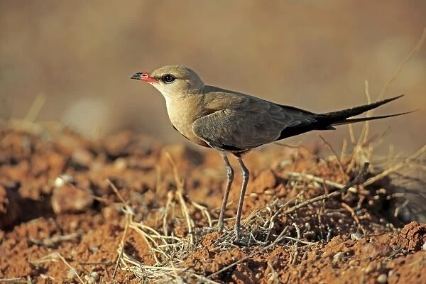 Australian Pratincole (Stiltia isabella) adult, standng in dry outback, Sturt N. P. New South Wales, Australia, October