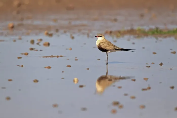 Framed Print : Australian Pratincole (Stiltia isabella) adult, standing in shallow water, Sturt N. P. New South Wales, Australia Framed Print : Australian Pratincole (Stiltia isabella) adult, standing in shallow water, Sturt N. P. New South Wales, Australia