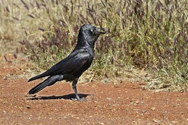 Australian Raven (Corvus coronoides) adult, standing on road verge, Western Australia, Australia