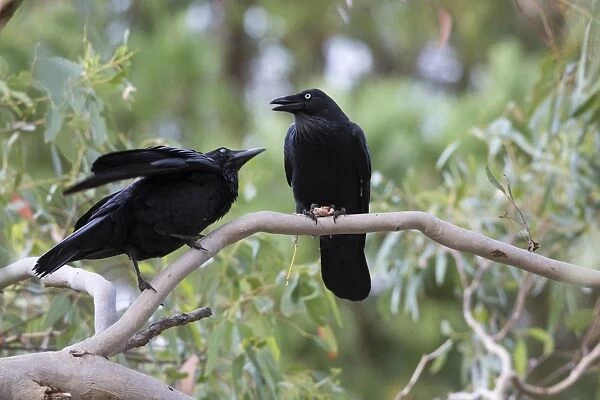 Australian Raven (Corvus coronoides) adult with young, begging for food, Kangaroo Island, South Australia, Australia
