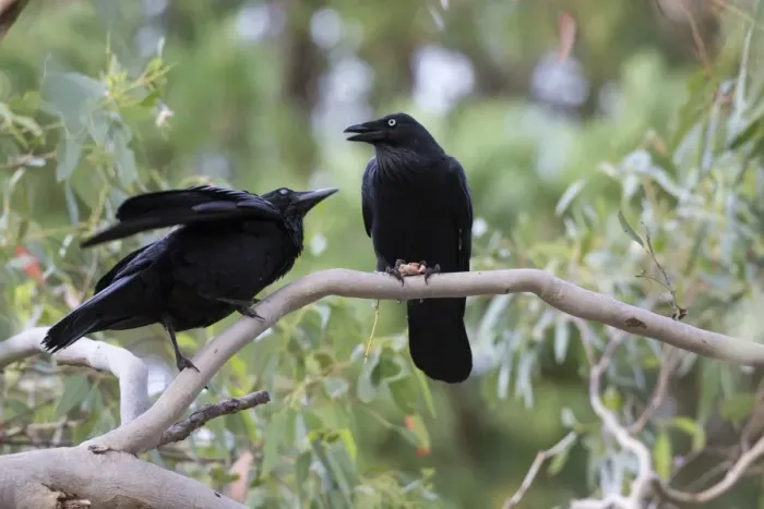 Framed Print : Australian Raven (Corvus coronoides) adult with young, begging for food, Kangaroo Island, South Australia, Australia