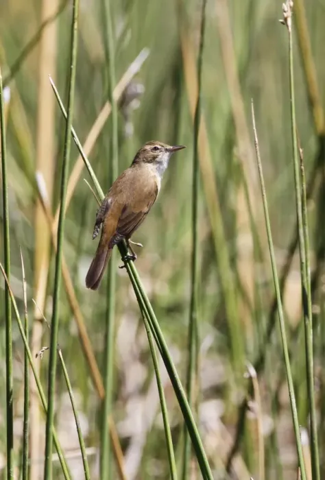Framed Print : Australian Reed-warbler (Acrocephalus australis) adult, perched on stems at river edge, Glen Helen Gorge Framed Print : Australian Reed-warbler (Acrocephalus australis) adult, perched on stems at river edge, Glen Helen Gorge