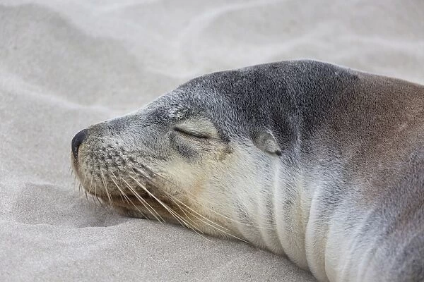 Australian Sealion (Neophoca cinerea) adult female, close-up of head, sleeping on sandy beach, Seal Bay