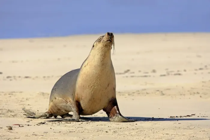 Framed Print : Australian Sealion (Neophoca cinerea) adult, walking on sandy beach, Kangaroo Island, South Australia Framed Print : Australian Sealion (Neophoca cinerea) adult, walking on sandy beach, Kangaroo Island, South Australia