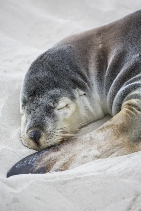 Framed Print : Australian Sealion (Neophoca cinerea) adult female, close-up of head and front flipper, sleeping on sandy beach Framed Print : Australian Sealion (Neophoca cinerea) adult female, close-up of head and front flipper, sleeping on sandy beach