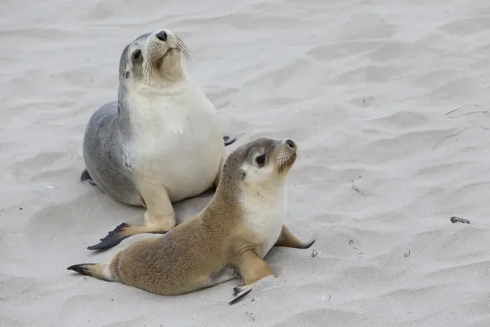 Framed Print : Australian Sealion (Neophoca cinerea) adult female and pup, on sandy beach, Seal Bay, Kangaroo Island, South Australia