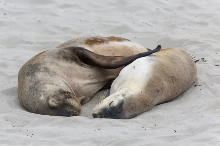 Framed Print : Australian Sealion (Neophoca cinerea) adult pair, sleeping on sandy beach, Seal Bay, Kangaroo Island, South Australia Framed Print : Australian Sealion (Neophoca cinerea) adult pair, sleeping on sandy beach, Seal Bay, Kangaroo Island, South Australia