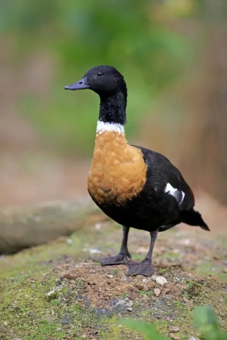 Framed Print : Australian Shelduck (Tadorna tadornoides) adult male, standing, Phillip Island, Victoria, Australia, November
