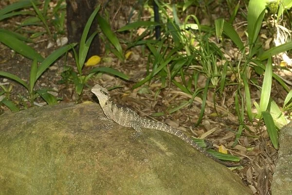 Australian Water Dragon (Physignathus lesueurii) adult, resting on rock, Queensland, Australia, December