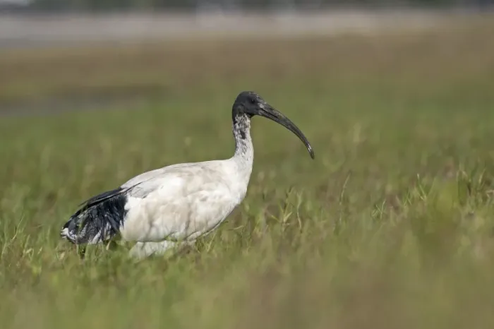 Framed Print : Australian White Ibis (Threskiornis molucca) adult, walking in grass, Cairns, Queensland, Australia Framed Print : Australian White Ibis (Threskiornis molucca) adult, walking in grass, Cairns, Queensland, Australia