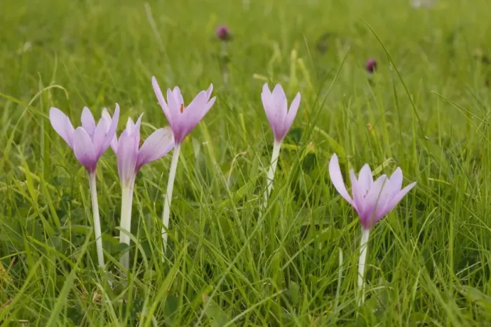 Framed Print : Autumn Crocus (Colchicum autumnale) flowering, growing in pasture, Llanmerewig Glebe, Powys, Wales, august Framed Print : Autumn Crocus (Colchicum autumnale) flowering, growing in pasture, Llanmerewig Glebe, Powys, Wales, august