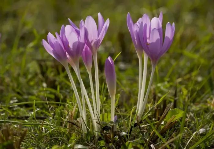 Framed Print : Autumn Crocus (Colchicum autumnale) flowering, in old grassland, Romania, october Framed Print : Autumn Crocus (Colchicum autumnale) flowering, in old grassland, Romania, october
