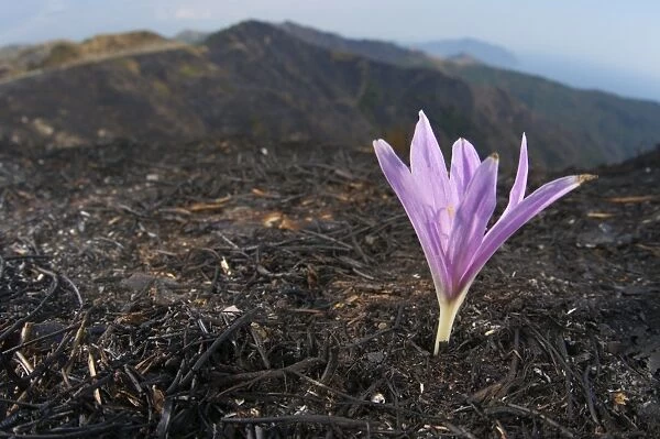 Autumn Crocus (Colchicum sp. ) flowering, emerging from ashes of burnt herbs, Italy
