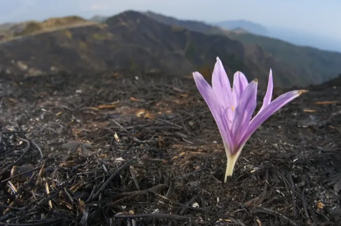 Framed Print : Autumn Crocus (Colchicum sp. ) flowering, emerging from ashes of burnt herbs, Italy Framed Print : Autumn Crocus (Colchicum sp. ) flowering, emerging from ashes of burnt herbs, Italy
