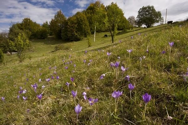 Autumn Crocus (Crocus banaticus) flowering, mass in pasture habitat, Fundata Pass, Southern Carpathians, Romania