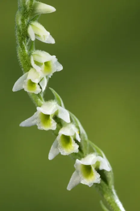 Framed Print : Autumn Lady's-tresses (Spiranthes spiralis) close-up of flowers, Italy Framed Print : Autumn Lady's-tresses (Spiranthes spiralis) close-up of flowers, Italy