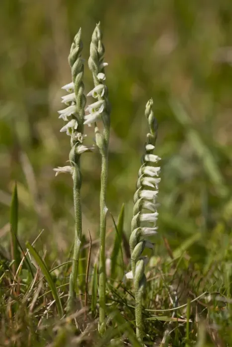 Framed Print : Autumn Lady's-tresses (Spiranthes spiralis) flowering, growing on downland, Dorset, England, september Framed Print : Autumn Lady's-tresses (Spiranthes spiralis) flowering, growing on downland, Dorset, England, september