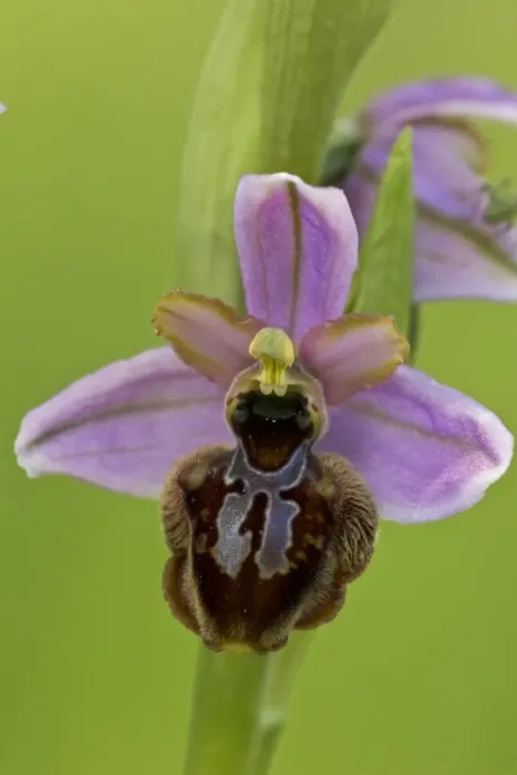 Framed Print : Aveyron Bee Orchid (Ophrys aveyronensis) close-up of flower, Cernon Valley, Massif Central, France, May Framed Print : Aveyron Bee Orchid (Ophrys aveyronensis) close-up of flower, Cernon Valley, Massif Central, France, May