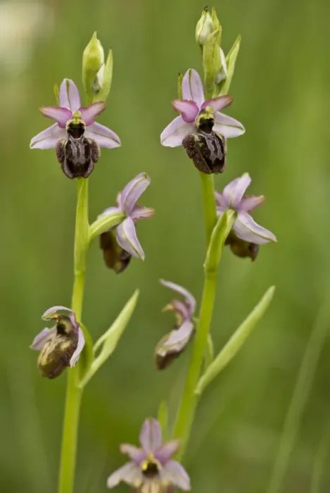 Framed Print : Aveyron Bee Orchid (Ophrys aveyronensis) flowering, Cernon Valley, Massif Central, France, May Framed Print : Aveyron Bee Orchid (Ophrys aveyronensis) flowering, Cernon Valley, Massif Central, France, May