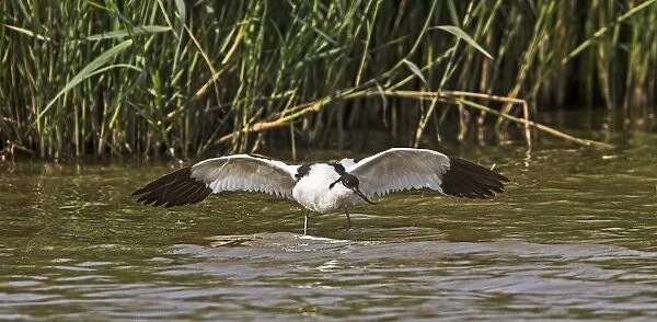 Avocet using distraction display to divert attention away from its young