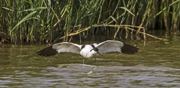 Framed Print : Avocet using distraction display to divert attention away from its young Framed Print : Avocet using distraction display to divert attention away from its young