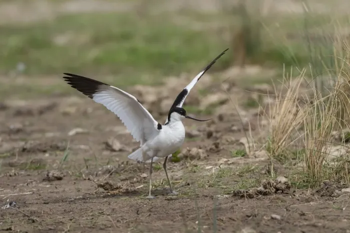 Framed Print : Avocet with wings raised