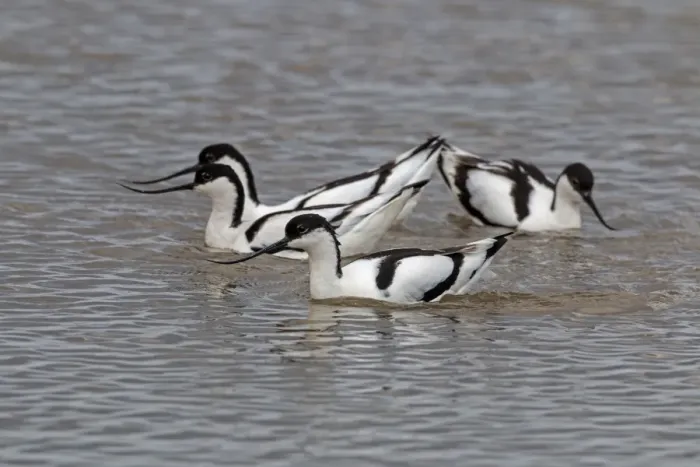 Framed Print : Avocets group display Framed Print : Avocets group display