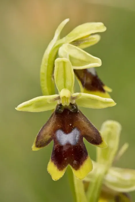 Framed Print : Aymonins Orchid (Ophrys aymoninii) close-up of flower, Causses, Massif Central, Cevennes, France, May Framed Print : Aymonins Orchid (Ophrys aymoninii) close-up of flower, Causses, Massif Central, Cevennes, France, May