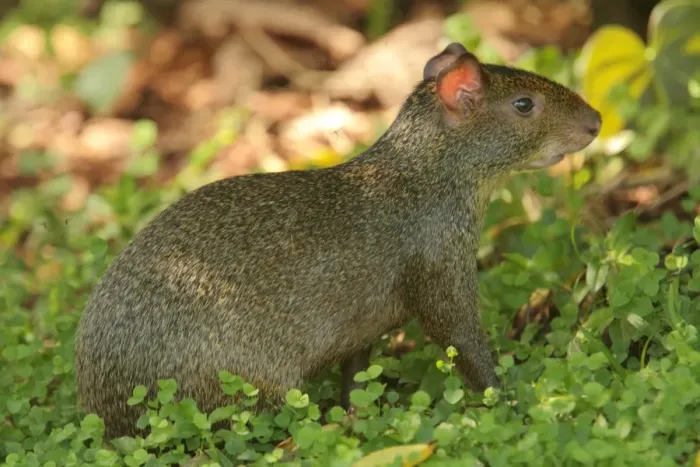 Framed Print : Azara's Agouti (Dasyprocta azarae) adult, sitting, Parque Nacional Iguazu, Misiones, Argentina, november Framed Print : Azara's Agouti (Dasyprocta azarae) adult, sitting, Parque Nacional Iguazu, Misiones, Argentina, november