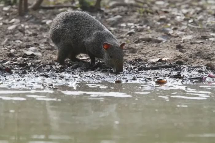 Framed Print : Azara's Agouti (Dasyprocta azarae) adult, drinking, Pantanal, Mato Grosso, Brazil Framed Print : Azara's Agouti (Dasyprocta azarae) adult, drinking, Pantanal, Mato Grosso, Brazil