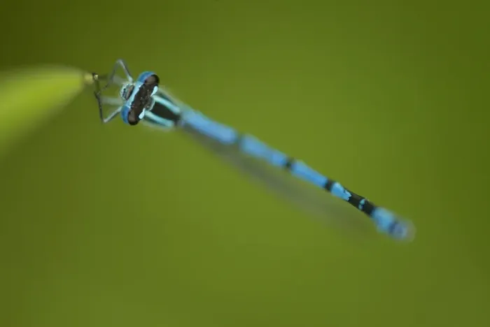 Framed Print : Azure Damselfly (Coenagrion puella) adult male, resting on leaf, Sheffield, South Yorkshire, England, may Framed Print : Azure Damselfly (Coenagrion puella) adult male, resting on leaf, Sheffield, South Yorkshire, England, may