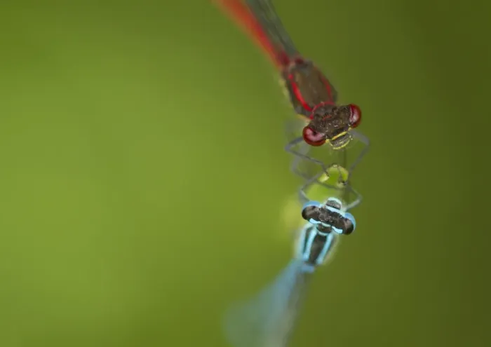 Framed Print : Azure Damselfly (Coenagrion puella) and Large Red Damselfly (Pyrrhosoma nymphula) two adults, resting on leaf, Sheffield, South Yorkshire, England, may Framed Print : Azure Damselfly (Coenagrion puella) and Large Red Damselfly (Pyrrhosoma nymphula) two adults, resting on leaf, Sheffield, South Yorkshire, England, may