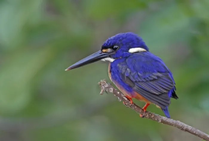 Framed Print : Azure Kingfisher (Alcedo azurea) adult, perched on twig, Kakadu, Northern Territory, Australia, september