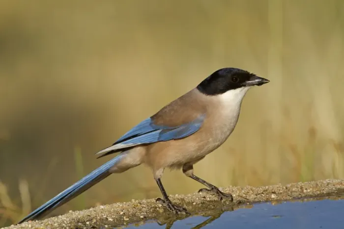 Framed Print : Azure-winged Magpie (Cyanopica cyana) adult, drinking at pool, Northern Spain, july