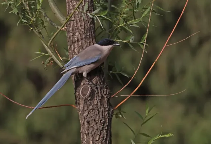 Framed Print : Azure-winged Magpie (Cyanopica cyana) adult, perched on tree trunk, Beijing, China, may