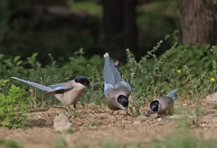 Framed Print : Azure-winged Magpie (Cyanopica cyana) three adults, feeding on insects emerging from ground, Beijing, China, may Framed Print : Azure-winged Magpie (Cyanopica cyana) three adults, feeding on insects emerging from ground, Beijing, China, may