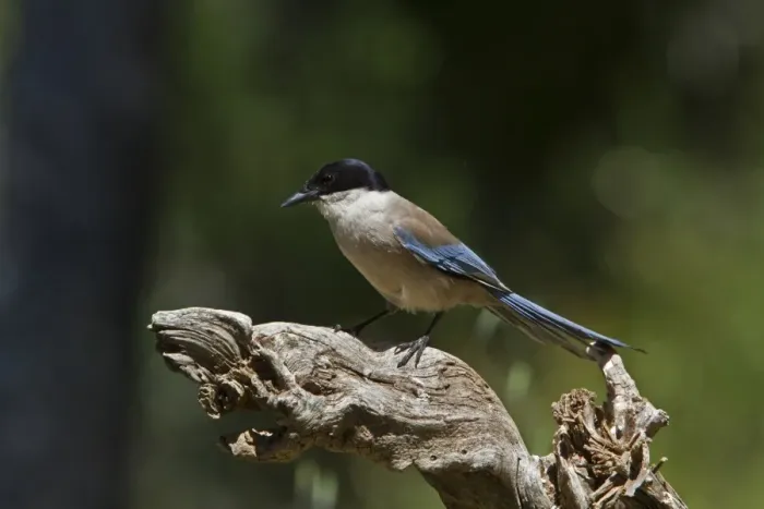 Framed Print : Azure winged Magpie - Extremadura, Spain