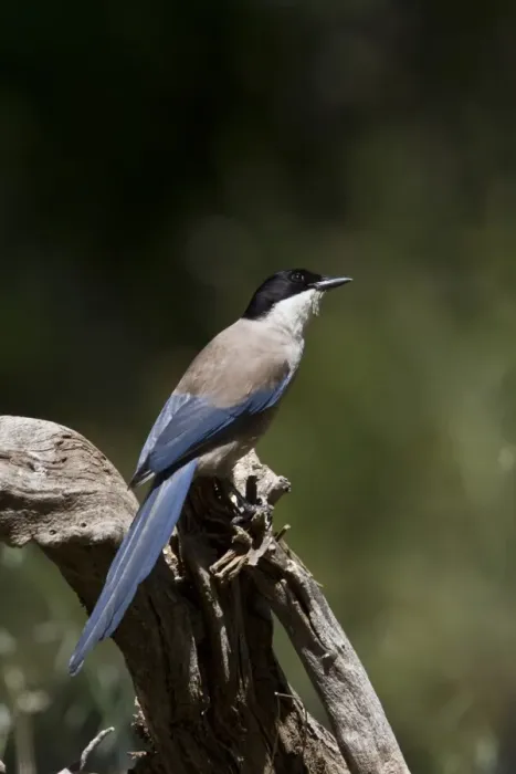 Framed Print : Azure winged Magpie - Extremadura, Spain Framed Print : Azure winged Magpie - Extremadura, Spain